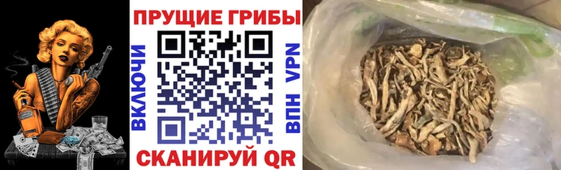 как найти Среднеуральск Галлюциногенные грибы Psilocybe